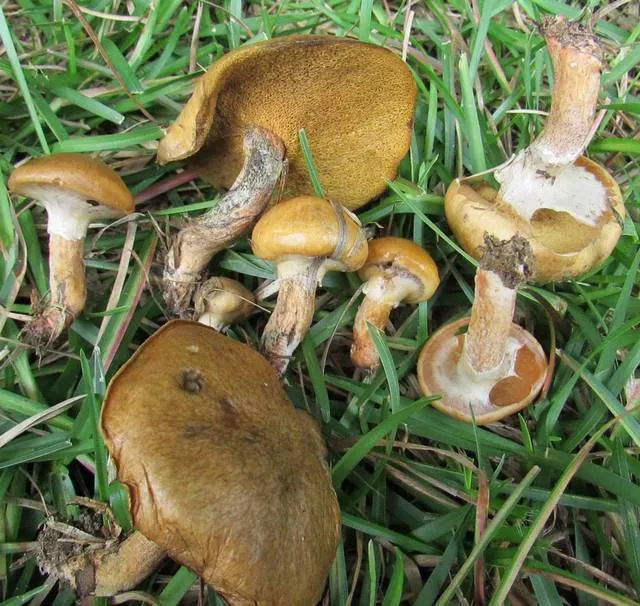 Dokumentasi Suillus cothurnatus — Fotografi