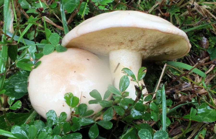 Dokumentasi Suillus placidus — Fotografi