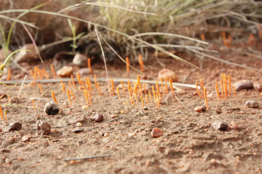 Dokumentasi Sulzbacheromyces miomboensis — Fotografi