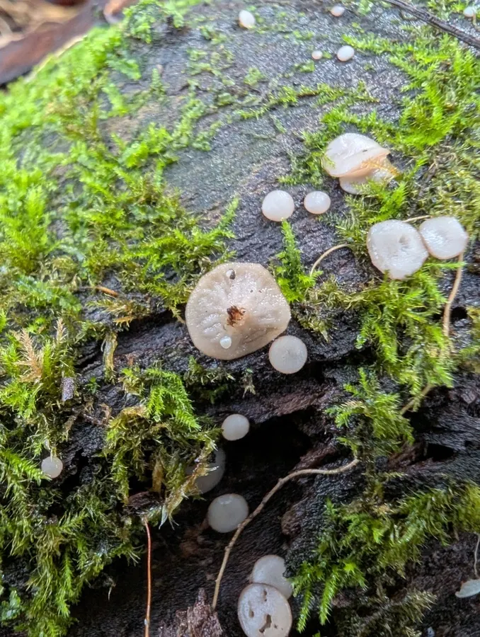 Dokumentasi Tatraea macrospora — Fotografi