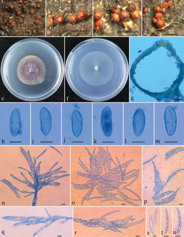 Dokumentasi Thelonectria guangdongensis — Pelat ilmiah