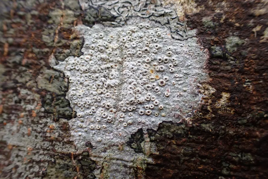 Dokumentasi Thelotrema lueckingii — Fotografi