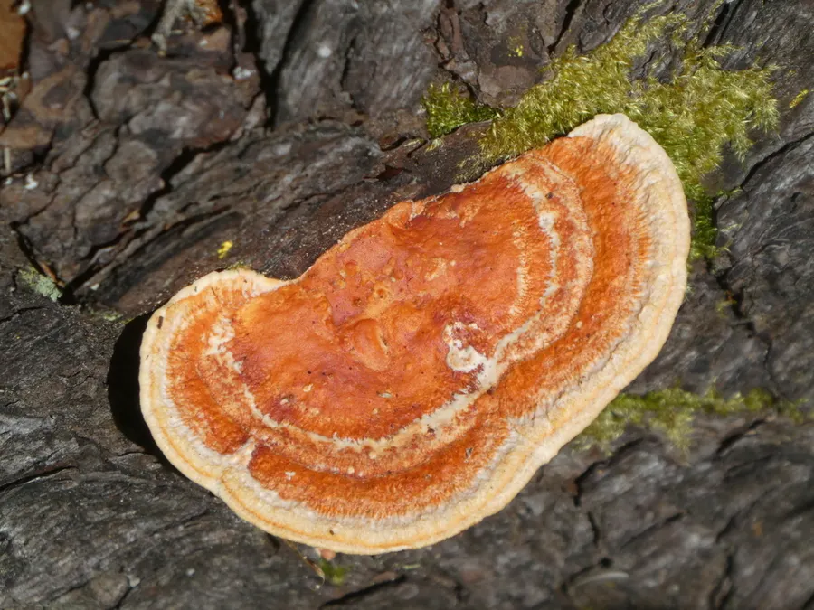 Dokumentasi Trametes coccinea — Fotografi