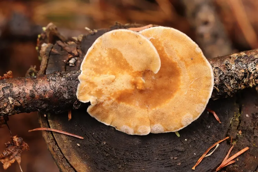 Dokumentasi Trametes ochracea — Fotografi