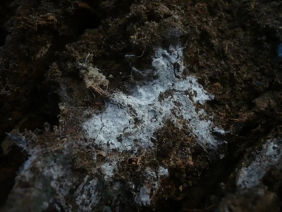 Dokumentasi Trechispora microspora — Fotografi