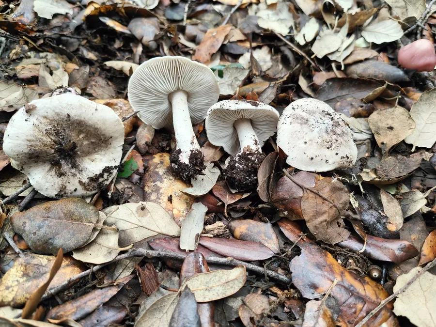 Dokumentasi Tricholoma basirubens — Fotografi