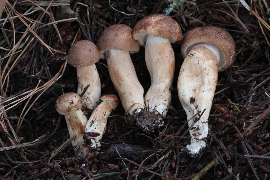Dokumentasi Tricholoma imbricatum — Fotografi