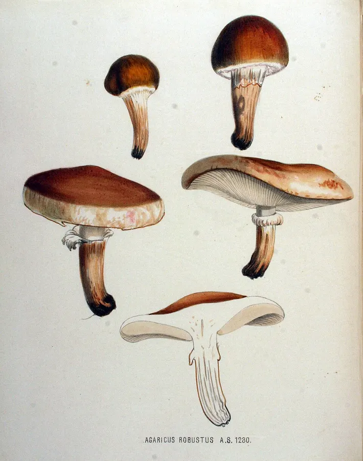 Dokumentasi Tricholoma robustum — Fotografi