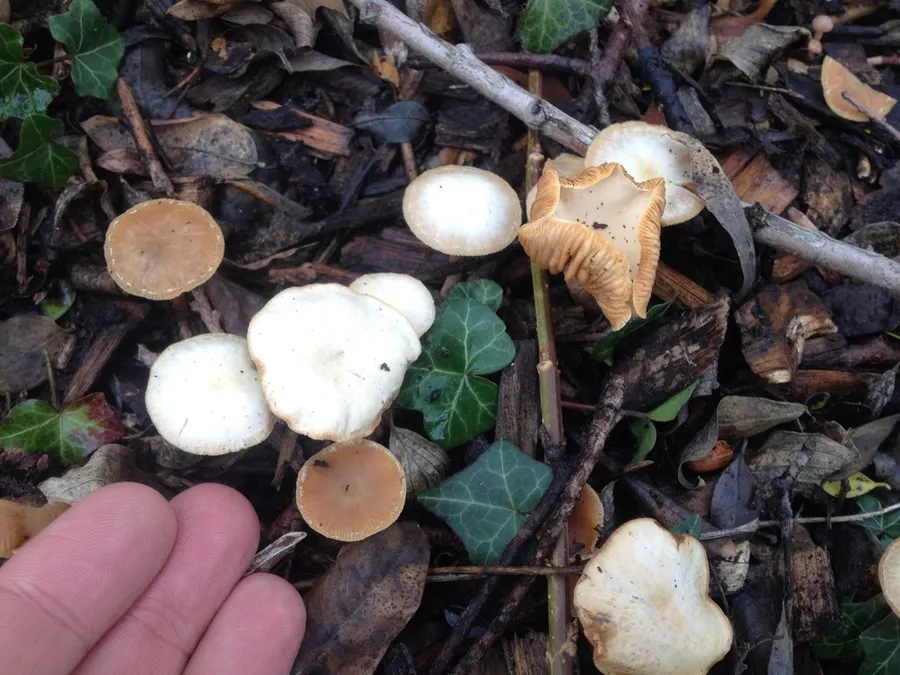 Dokumentasi Tubaria furfuracea — Fotografi
