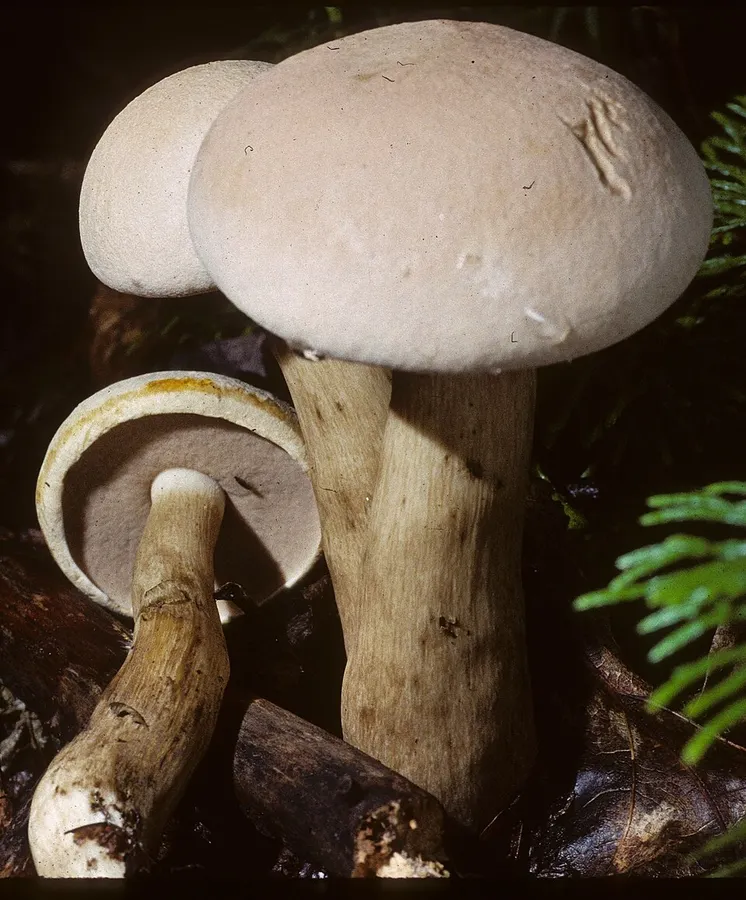Dokumentasi Tylopilus intermedius — Fotografi