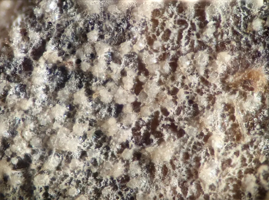 Dokumentasi Xenasma tulasnelloideum — Fotografi