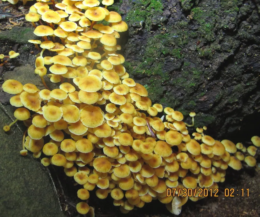 Dokumentasi Xeromphalina kauffmanii — Fotografi