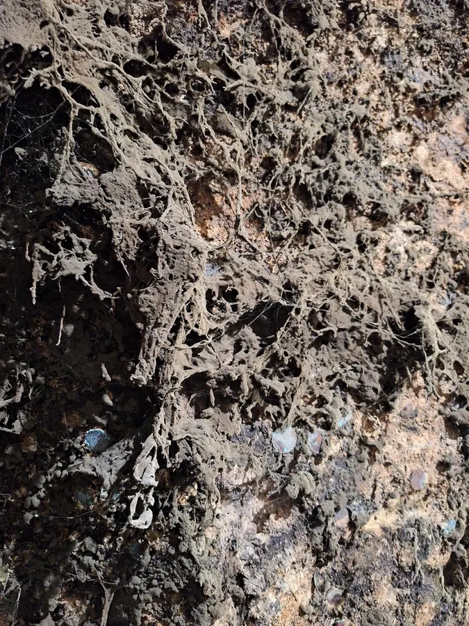 Dokumentasi Zasmidium cellare — Fotografi