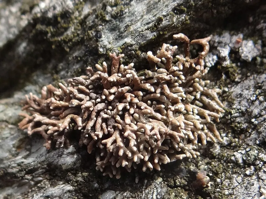 Dokumentasi Allocetraria madreporiformis — Fotografi