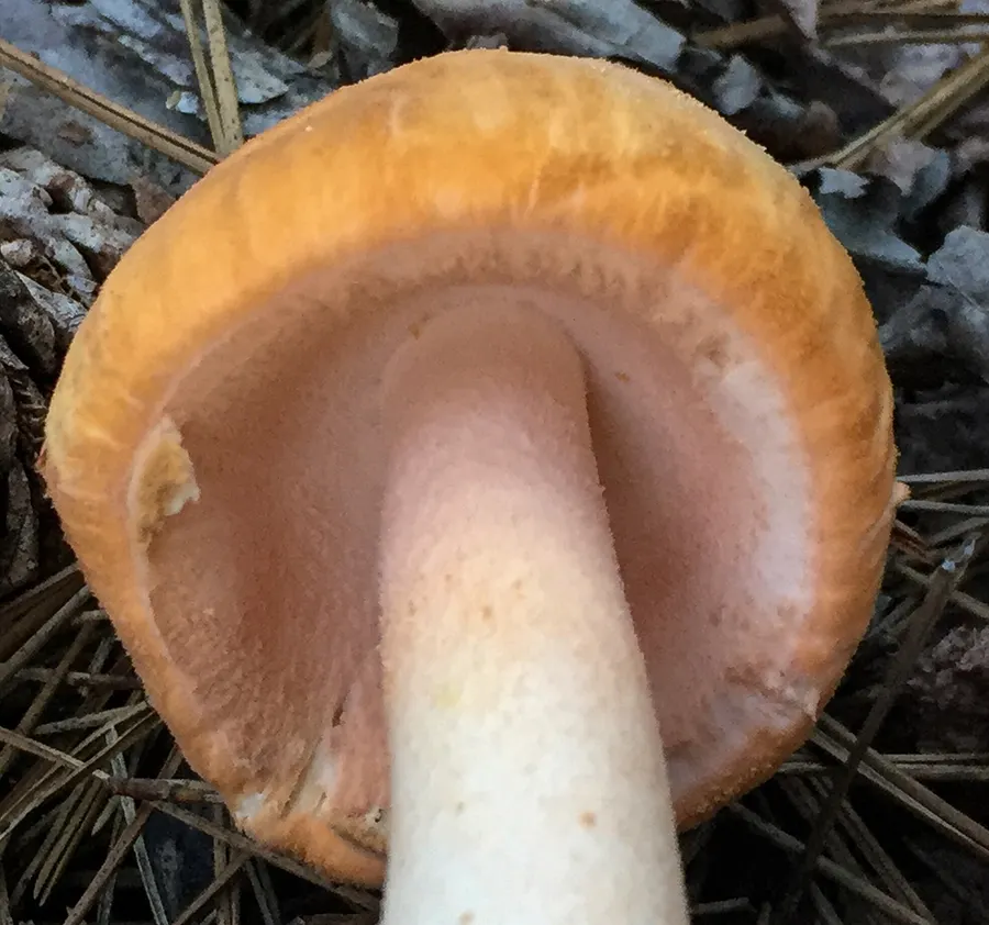 Dokumentasi Amanita roseotincta — Fotografi
