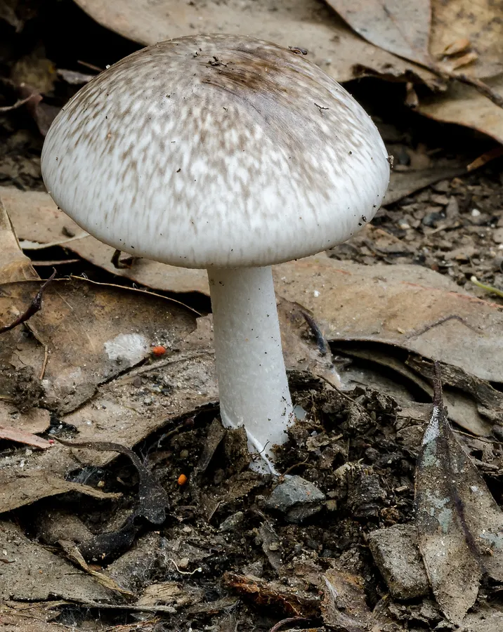 Dokumentasi Amanita marmorata — Fotografi