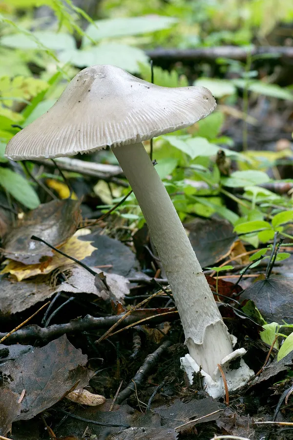 Dokumentasi Amanita islandica — Fotografi
