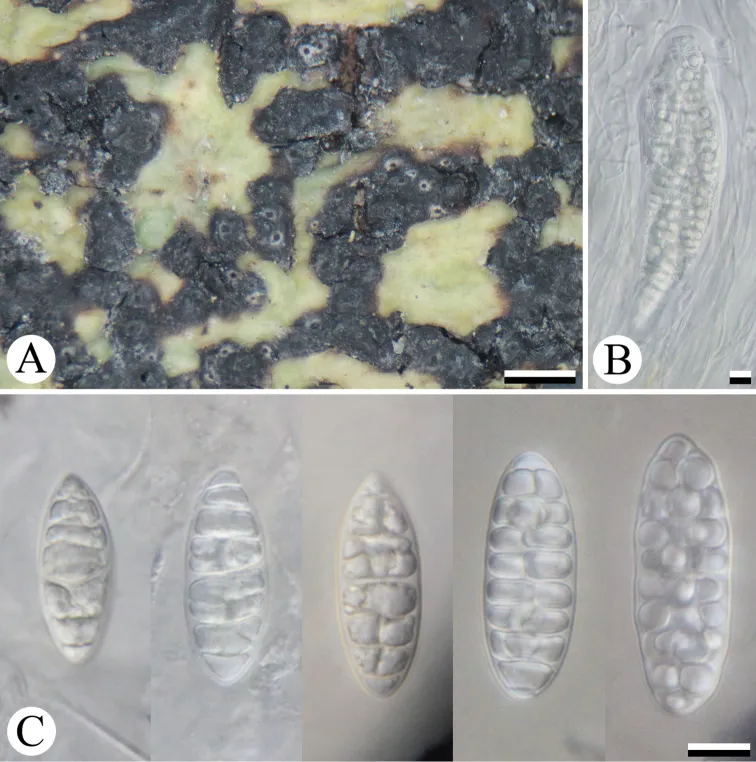 Dokumentasi Architrypethelium murisporum — Pelat ilmiah