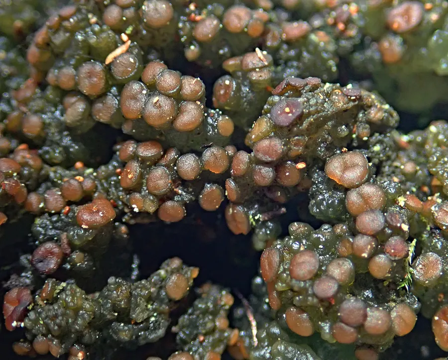 Dokumentasi Gabura fascicularis — Fotografi