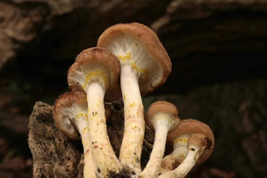 Dokumentasi Armillaria gallica — Fotografi