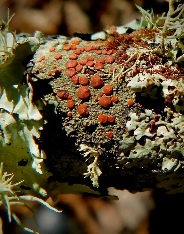 Dokumentasi Bacidia rubella — Fotografi
