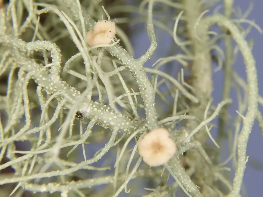 Dokumentasi Biatoropsis usnearum — Fotografi