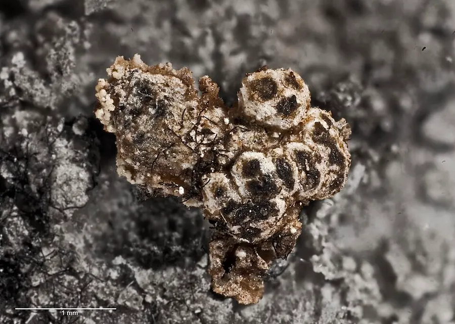 Dokumentasi Chiodecton montanum — Fotografi