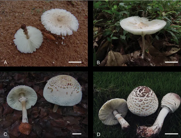 Dokumentasi Chlorophyllum demangei — Pelat ilmiah