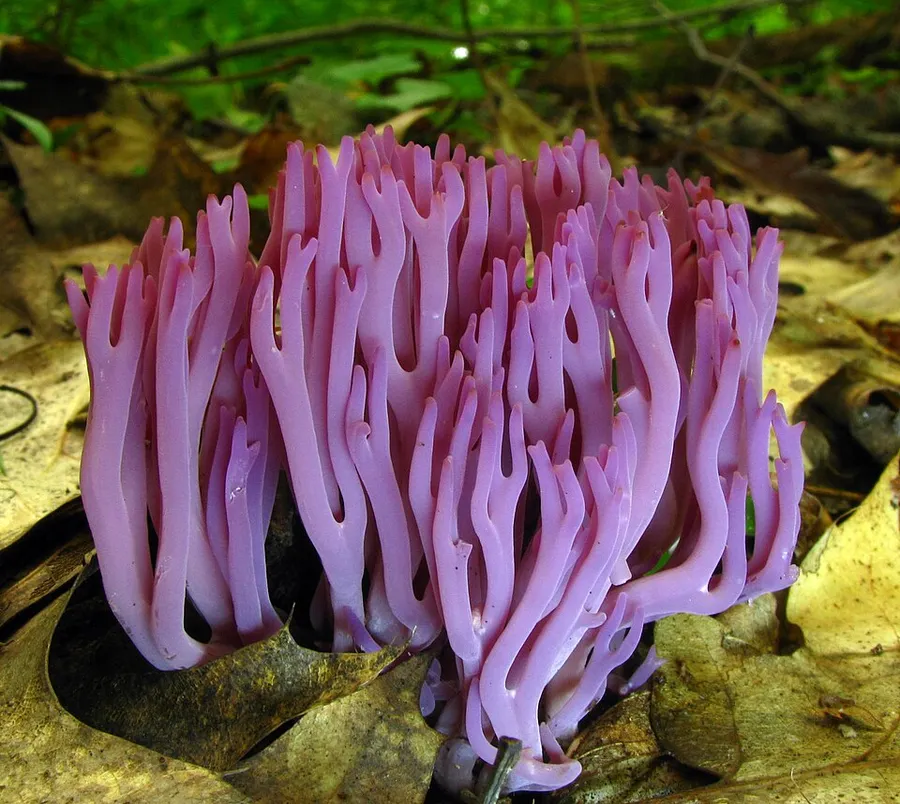 Dokumentasi Clavaria zollingeri — Fotografi