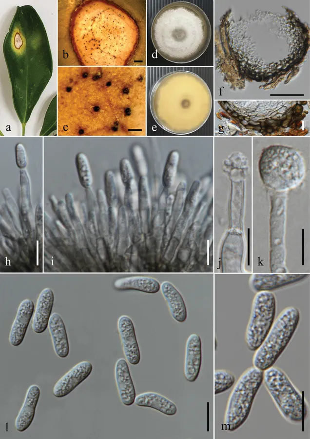 Dokumentasi Colletotrichum chrysophilum — Pelat ilmiah