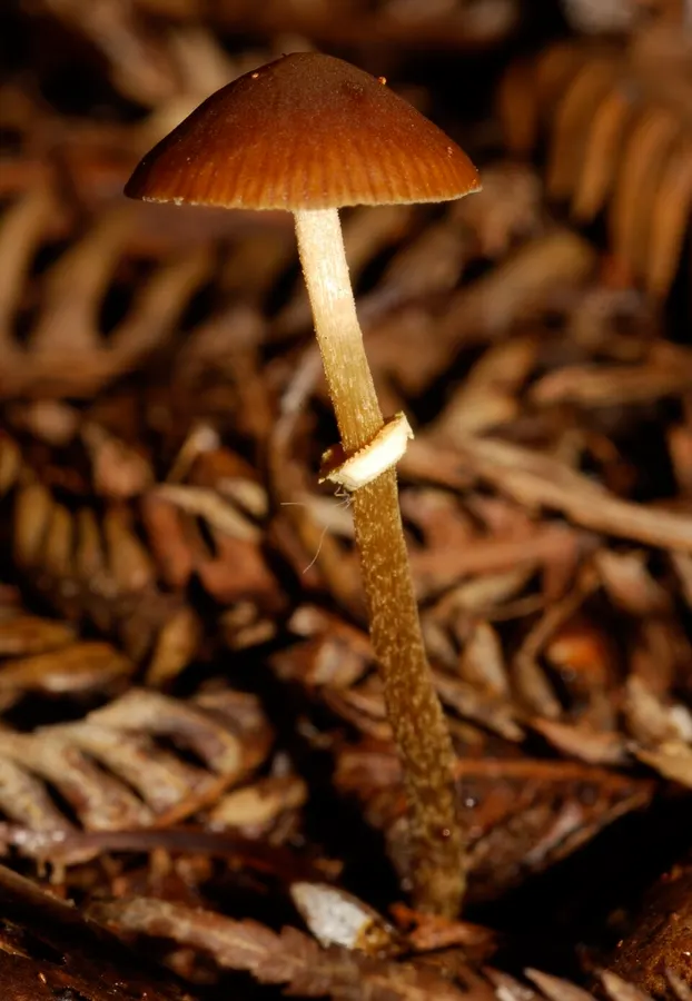 Dokumentasi Conocybe rugosa — Fotografi