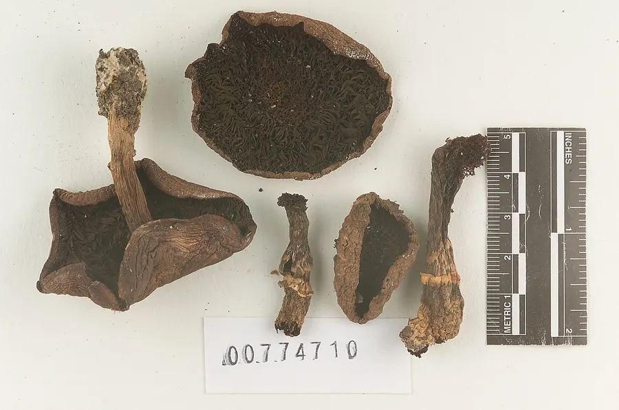 Dokumentasi Agaricus arorae — Voucher herbarium
