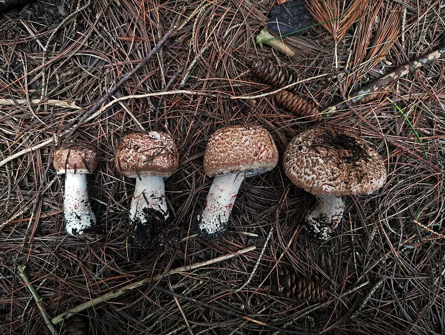 Dokumentasi Agaricus benesii — Fotografi