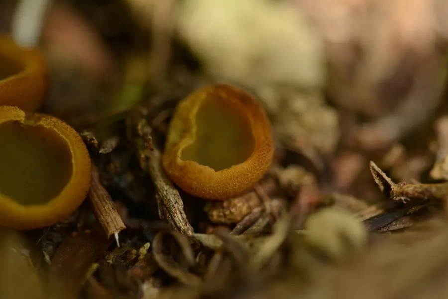 Dokumentasi Aleurina magnicellula — Fotografi