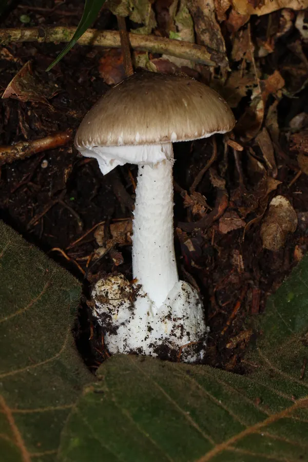 Dokumentasi Amanita arocheae — Fotografi