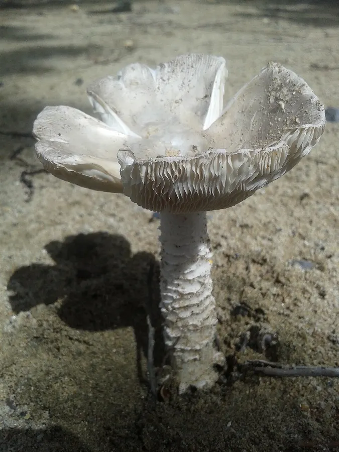 Dokumentasi Amanita arenicola — Fotografi