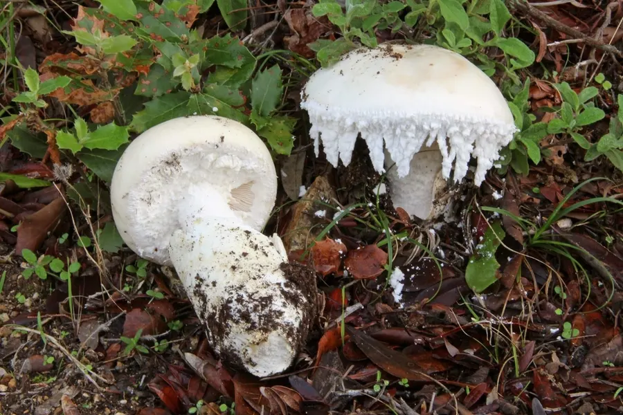 Dokumentasi Amanita ovoidea — Fotografi