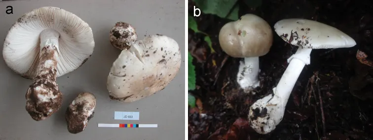 Dokumentasi Amanita bweyeyensis — Pelat ilmiah