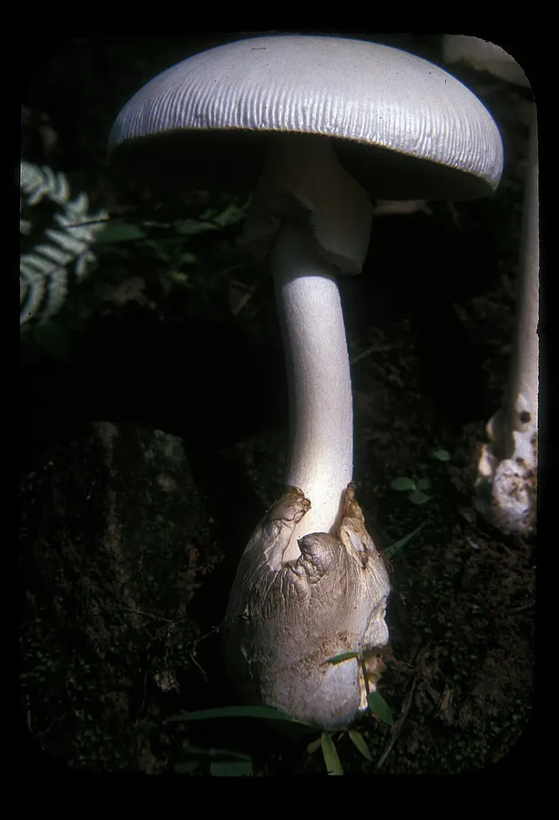 Dokumentasi Amanita chepangiana — Fotografi