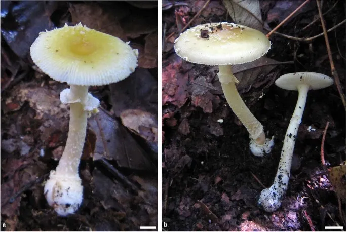 Dokumentasi Amanita altipes — Pelat ilmiah