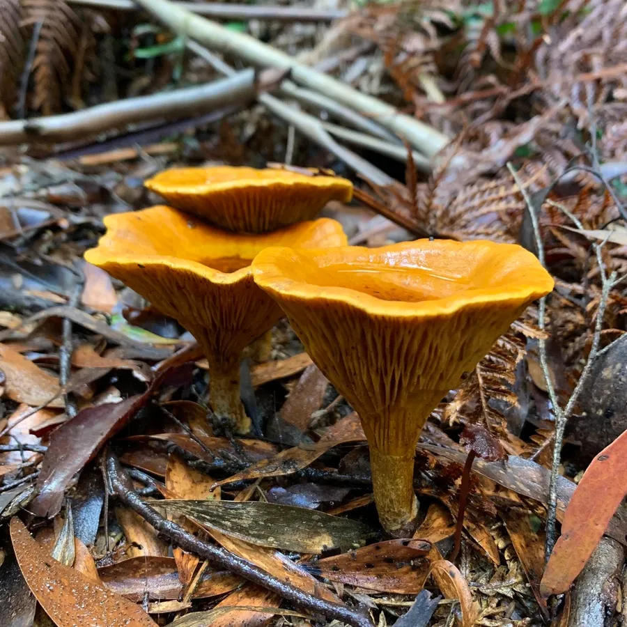 Dokumentasi Austropaxillus infundibuliformis — Fotografi