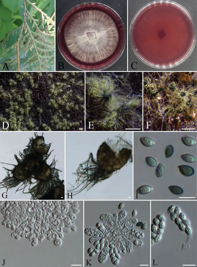 Dokumentasi Arcopilus aureus — Pelat ilmiah