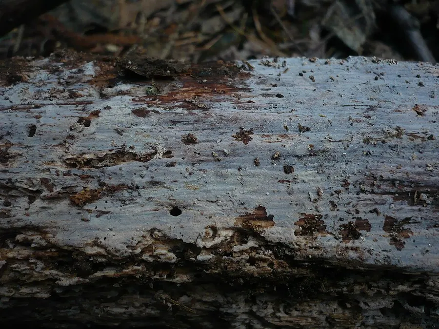 Dokumentasi Basidiodendron caesiocinereum — Fotografi
