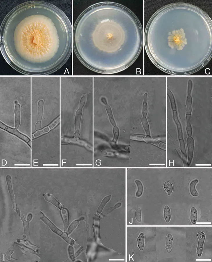 Dokumentasi Blastosporium persicolor — Pelat ilmiah