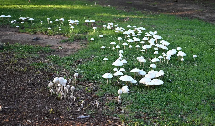 Dokumentasi Chlorophyllum molybdites — Fotografi