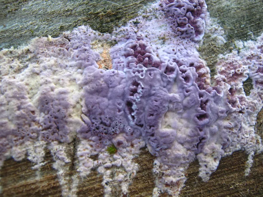 Dokumentasi Chondrostereum purpureum — Fotografi
