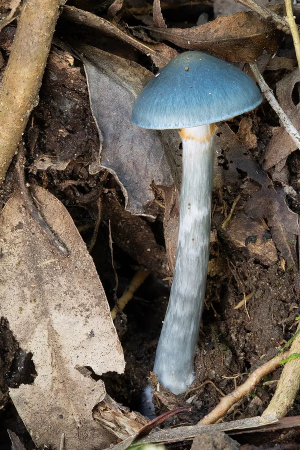 Dokumentasi Cortinarius rotundisporus — Fotografi