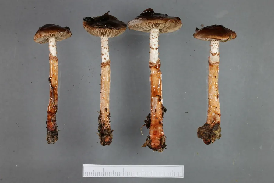 Dokumentasi Cortinarius indolicus — Fotografi