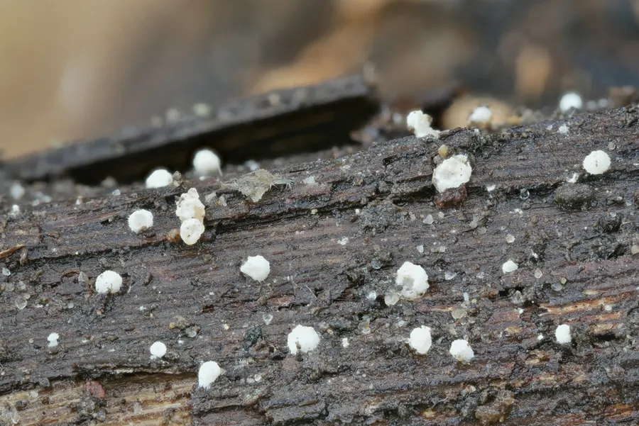 Dokumentasi Crepidotus subverrucisporus — Fotografi