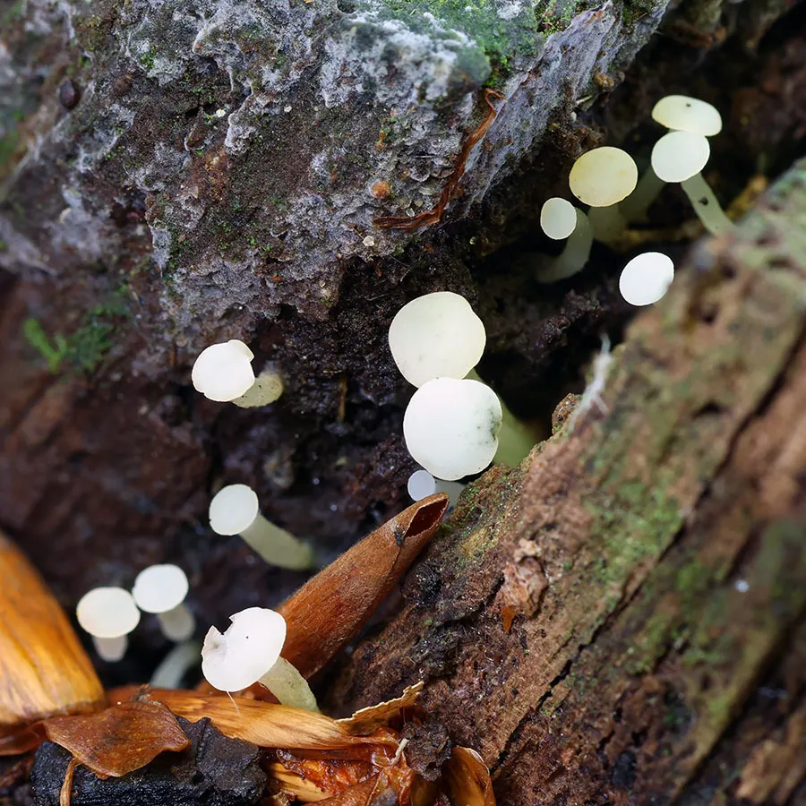 Dokumentasi Cudoniella acicularis — Fotografi